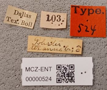 Media type: image;   Entomology 524 Aspect: labels